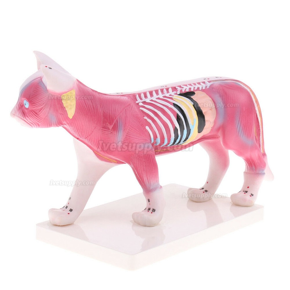 Cat Acupuncture Model Anatomical Medical Model School Teaching Student